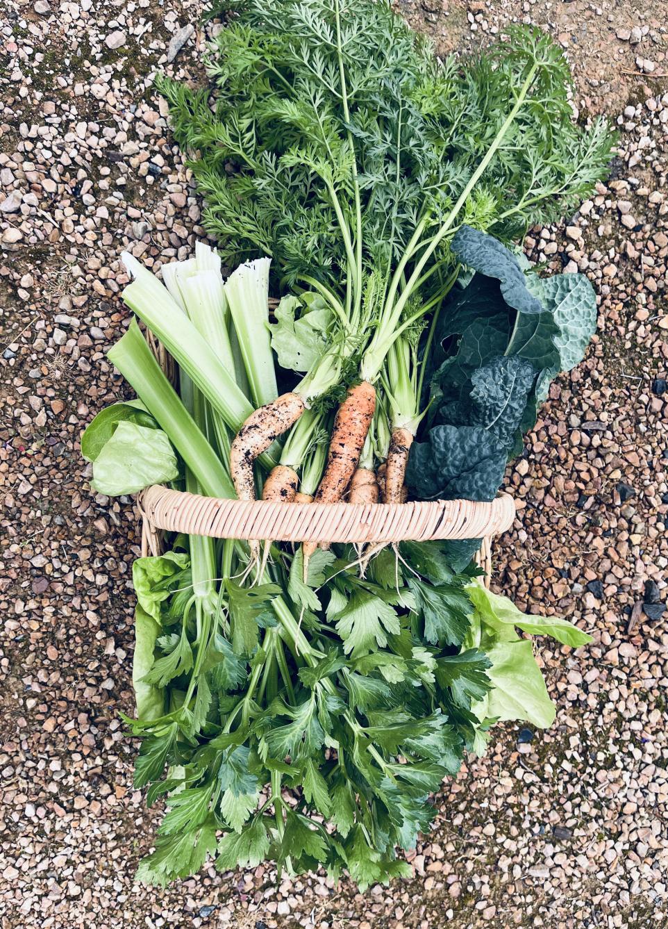 Image of a basket full of fresh garden produce.