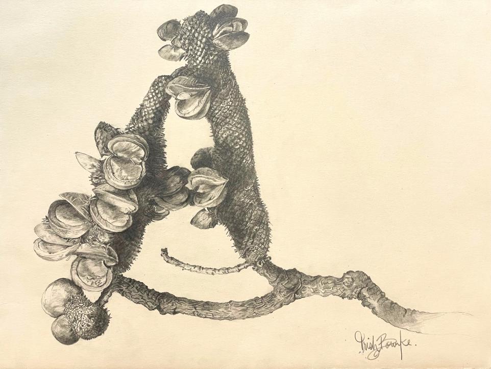 bhcac trish_bourke_banksia_pencil