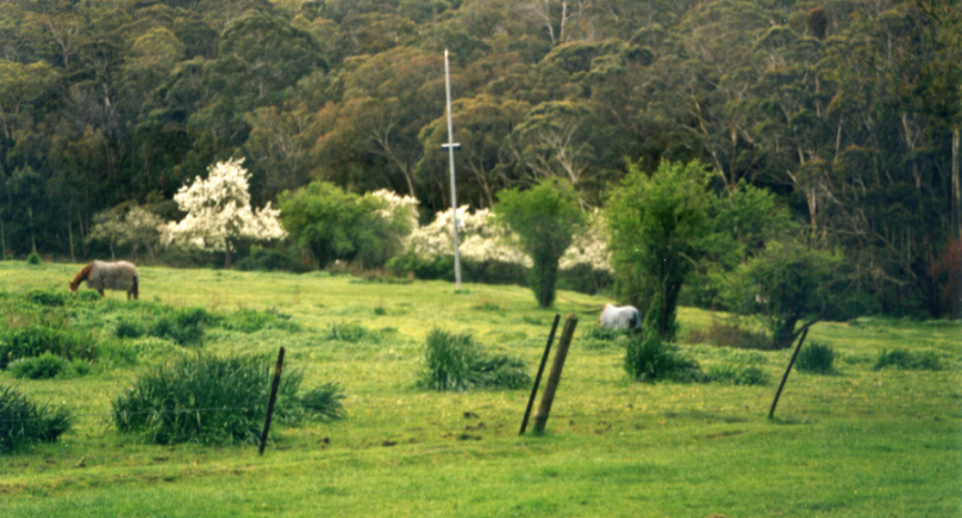 A photograph of a green grass horse paddock with bush in the background and a couple horses in the midground