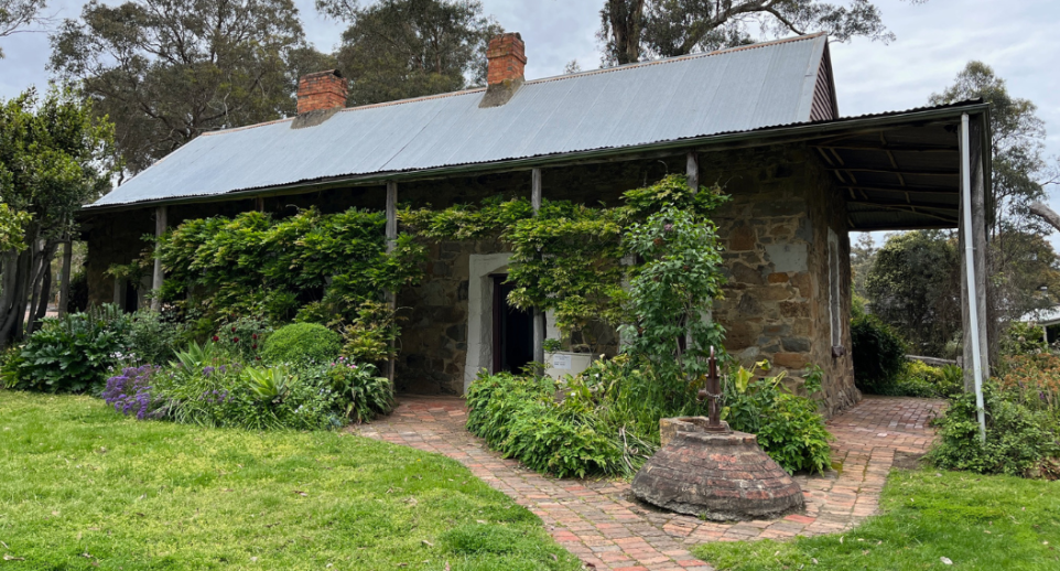 An image of Schwerkolt Cottage, a historic stone cottage with a corrugated iron roof and a verandah. There is a wisteria vine covering the front of the cottage with lots of green foliage. There is a red brick path surrounding the cottage. 