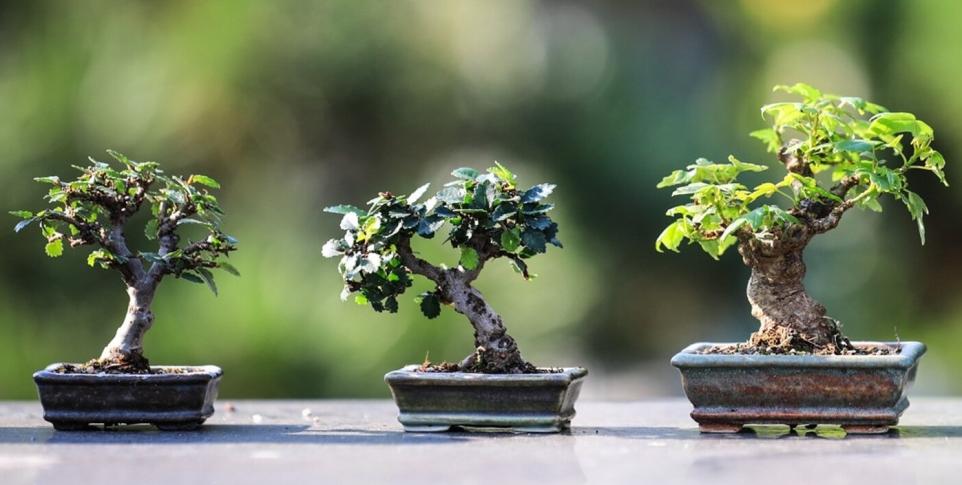 SHOP Bonsai workshop
