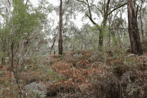Inspiration for Amy Kennedy's work Untamed – Bush Block 2017