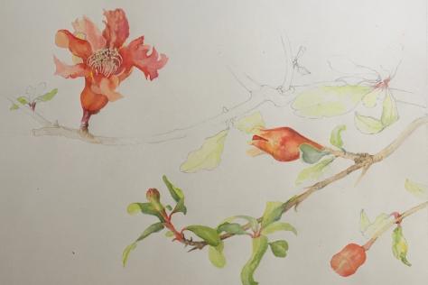 Flower Illustration