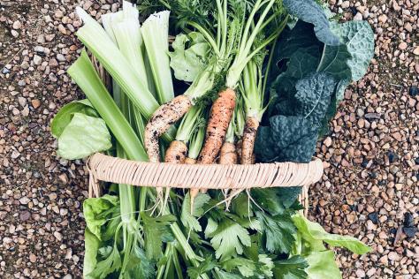 Image of a basket full of fresh garden produce.