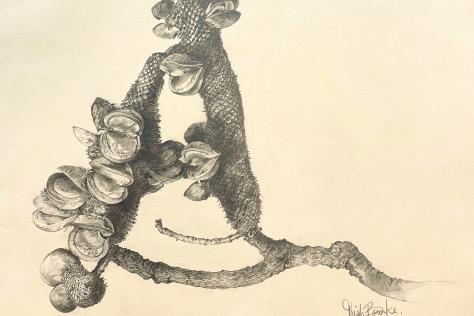 bhcac trish_bourke_banksia_pencil