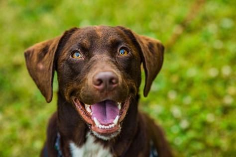 SHOP HAPPY DOG
