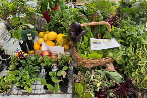 Photo of a table full of vegetables and fruit for swapping