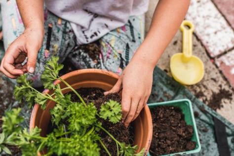 Child gardening repotting a plant