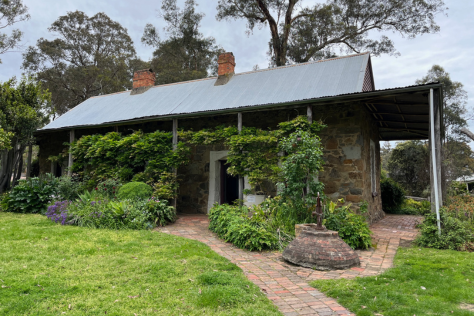 An image of Schwerkolt Cottage, a historic stone cottage with a corrugated iron roof and a verandah. There is a wisteria vine covering the front of the cottage with lots of green foliage. There is a red brick path surrounding the cottage. 