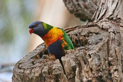 Rainbow Lorikeet