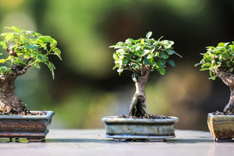 bonsai